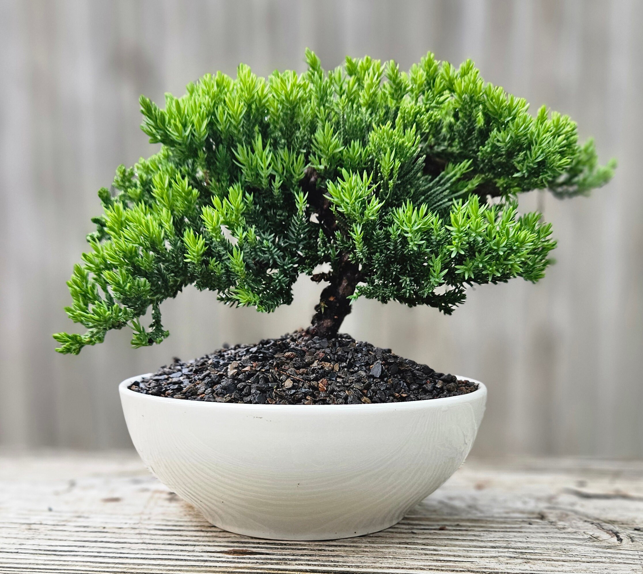 Juniper Bonsai Tree in a White 6 Inch Pot. - Etsy