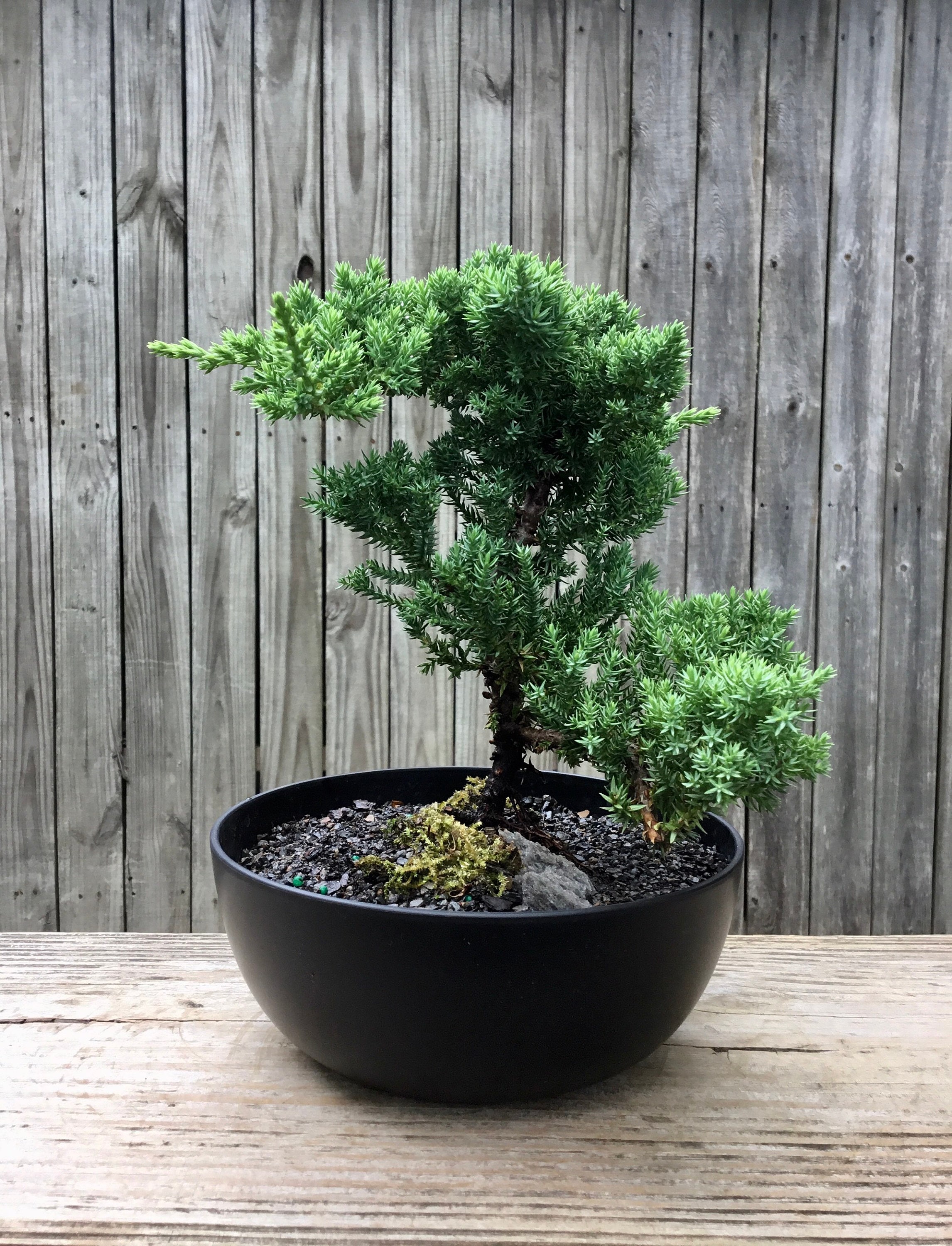 Indoor Bonsai Trees for Sale