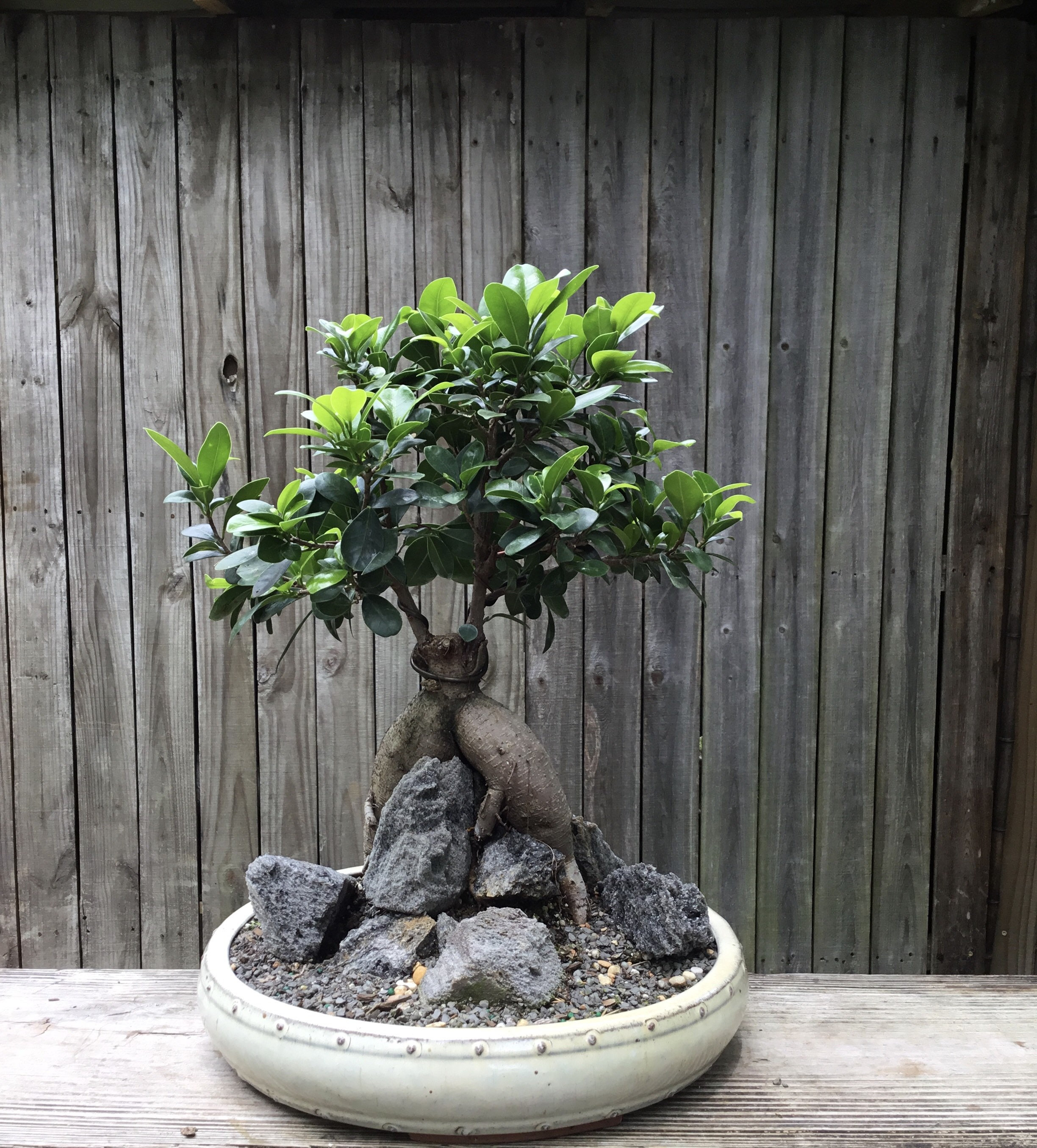 Bonsai tree Golden Gate Ficus with Aerial Roots in a White Etsy
