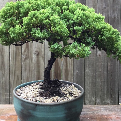 Bonsai Japanese Juniper Bonsai Tree in a 8 Inch Black Bonsai Japanese Juniper Bonsai Tree in a 8 Inch Black