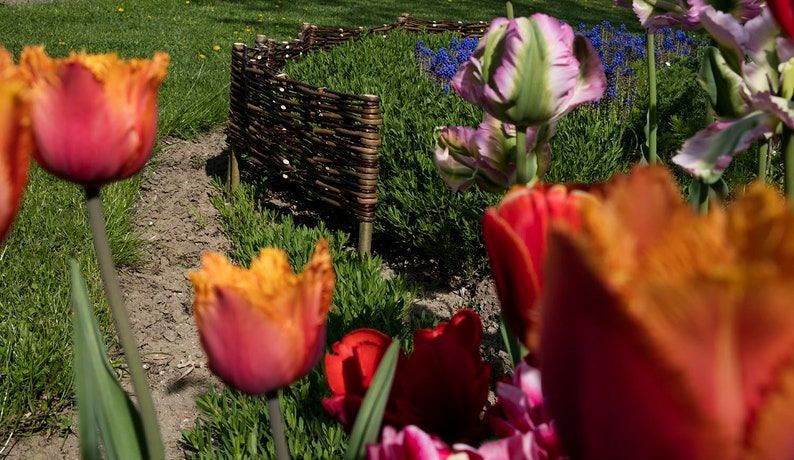 Un ensemble de cinq clôtures en osier pour le jardin, clôture naturelle, clôture décorative en osier, palissade de jardin image 8