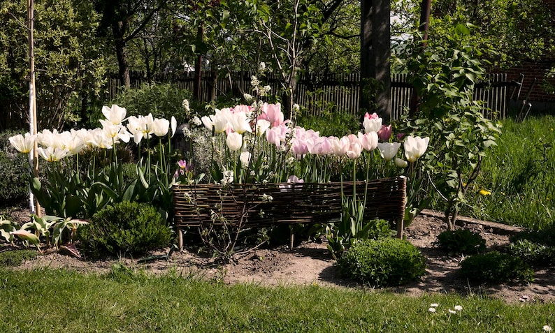 Un ensemble de cinq clôtures en osier pour le jardin, clôture naturelle, clôture décorative en osier, palissade de jardin image 9