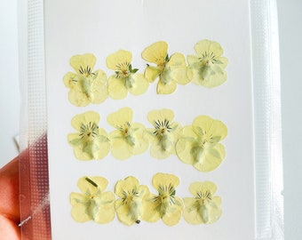 12 PCs DIY Real Dried Pressed, Pansy yellow