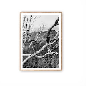 Nature Print, Patagonia Trees, Torres del Paine, Chili Photographie