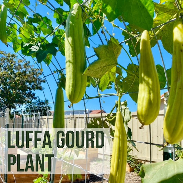 LIVE Luffa Plant, Luffa Gourd, Loofah Sponge, Vegetable Seedlings, Plant Starts, Easy To Grow Rare Plant Plugs From Vegetable Plant Shop