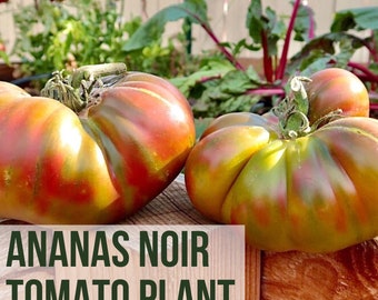 Ananas Noir Tomato Plant, Heirloom Black Pineapple Tomato Start for Garden, Live Vegetable Plant Plug