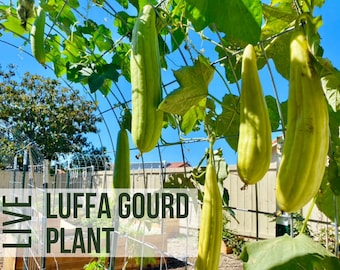 LIVE Luffa Plant, Luffa Gourd, Loofah Sponge, Vegetable Seedlings, Plant Starts, Easy To Grow Rare Plant Plugs From Vegetable Plant Shop