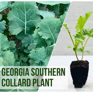 May include: A split image shows collard greens. One side displays large, mature leaves, while the other features a young collard plant in a soil block. The text "LIVE GEORGIA SOUTHERN COLLARD PLANT" is overlaid on the image.