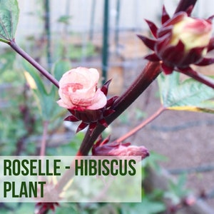 3 Roselle Flower Plants, Hibiscus Edible Flowers Grown From Flower Seeds To Plant Starts Easy To Grow Rare Plant Plugs For Garden