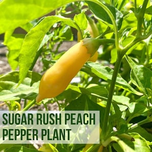 May include: A close-up of a Sugar Rush Peach pepper plant. The image shows a vibrant yellow pepper growing on a green leafy plant. The pepper is long and slender. The text "LIVE SUGAR RUSH PEACH PEPPER PLANT" is overlaid on the image.