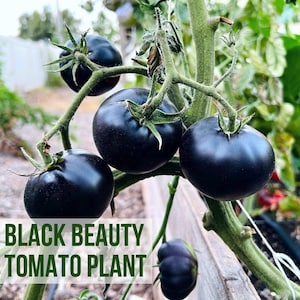 May include: A close-up of a tomato plant with several dark purple, almost black, tomatoes. The tomatoes are round and smooth, with green stems. The text "LIVE BLACK BEAUTY TOMATO PLANT" is overlaid on the image.