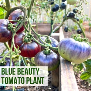 May include: A close-up of a blue beauty tomato plant with several ripe tomatoes. The tomatoes are a deep purple color with a slight green hue. The plant is growing in a wooden planter.