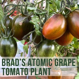 May include: Close-up of a tomato plant with green and red tomatoes. The plant is labeled "Brad's Atomic Grape Tomato Plant" and "LIVE".