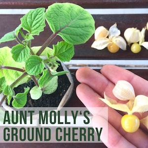 May include: A small ground cherry plant in a pot with several ripe ground cherries in their papery husks. The text "LIVE AUNT MOLLY'S GROUND CHERRY" is visible in the image.