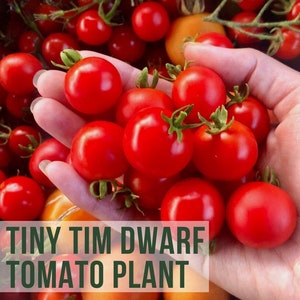 May include: A hand holding a handful of bright red cherry tomatoes. The tomatoes are small and round, and they are arranged in a cluster. The text "LIVE TINY TIM DWARF TOMATO PLANT" is visible in the lower left corner of the image.