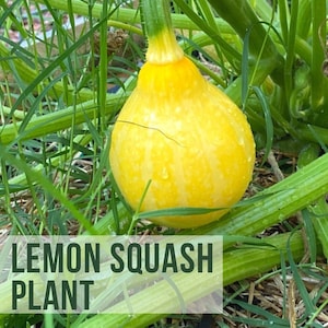 May include: A yellow lemon squash growing on a vine in a garden. The squash is covered in water droplets. The text "LIVE LEMON SQUASH PLANT" is visible in the image.