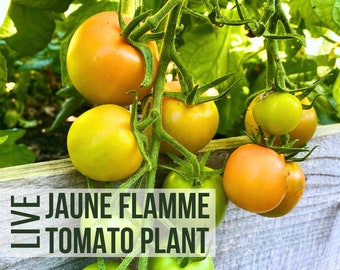 LIVE Jaune Flamme Tomato Plant, Heirloom Tomato, Live Vegetable Seedlings, Plant Starts, Easy To Grow Rare Live Plant Plugs From Plant Shop