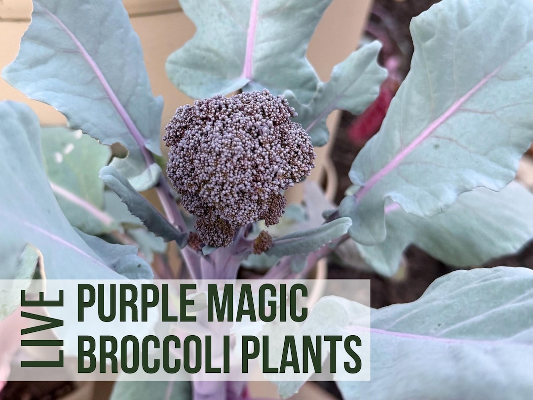 6 Purple Magic Broccoli Plants, Vegetable Plant Starts, Live Plant ...