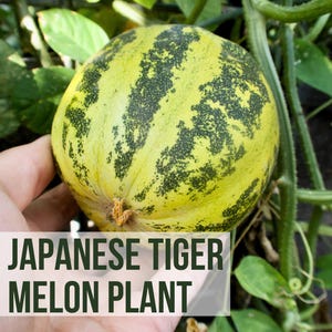 May include: A close-up of a green and yellow Japanese Tiger Melon growing on a vine. The melon has a distinctive striped pattern and is being held in a person's hand. The text "LIVE JAPANESE TIGER MELON PLANT" is visible in the image.