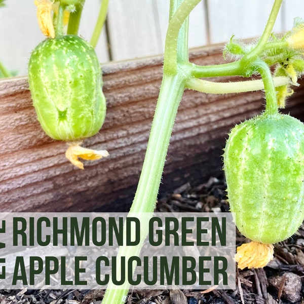 LIVE Richmond Green Apple Cucumber Plant, Pickles Vegetable Seedlings, Live Plant Starts, Easy To Grow Rare Live Plant Plugs From Plant Shop