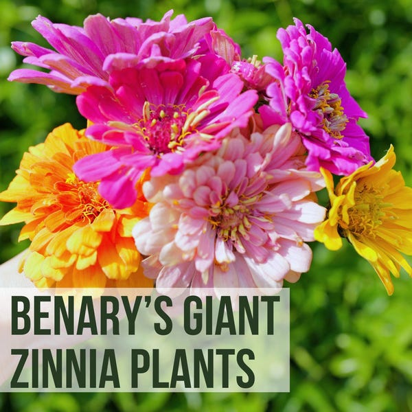 Benary’s Giant Zinnia Plants, Large Bloom Cut Flower Start for Garden, Live Flower Plant Plug