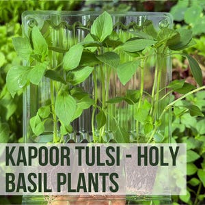 3 Kapoor Tulsi Basil Plants, Holy Basil Herbs Grown From Basil Seeds To Herb Plant Starts, Easy To Grow Rare Plant Plugs In Garden