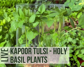 3 Kapoor Tulsi Basil Plants, Holy Basil Herbs Grown From Basil Seeds To Herb Plant Starts, Easy To Grow Rare Plant Plugs In Garden