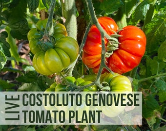 LIVE Costoluto Genovese Tomato Plant, Beefsteak Tomato Vegetable Seedlings, Plant Starts, Easy To Grow Rare Live Plant Plug From Plant Shop