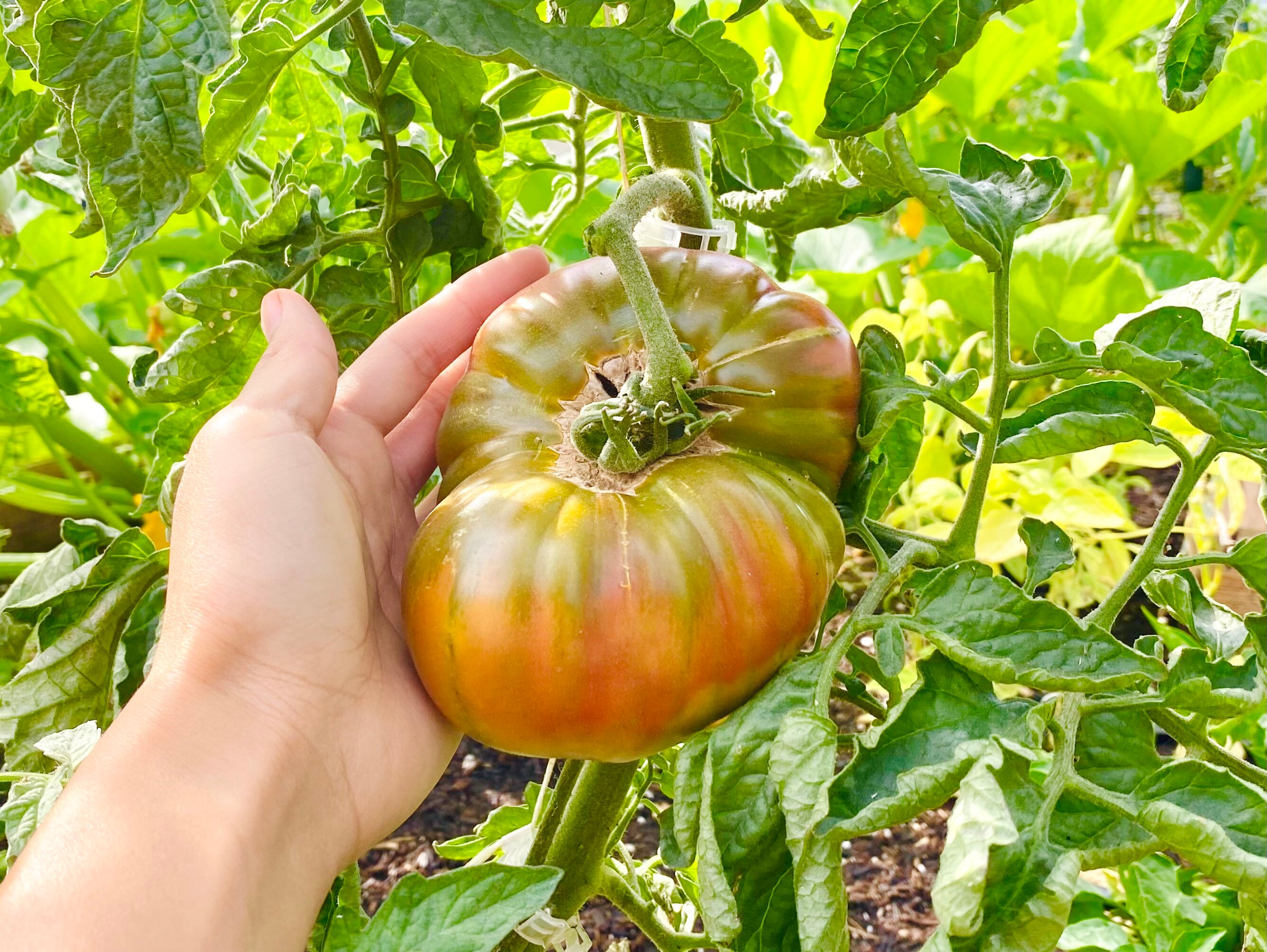 Ananas Noir Tomato Plant, Heirloom Black Pineapple Tomato Start for Garden,  Live Vegetable Plant Plug - Etsy