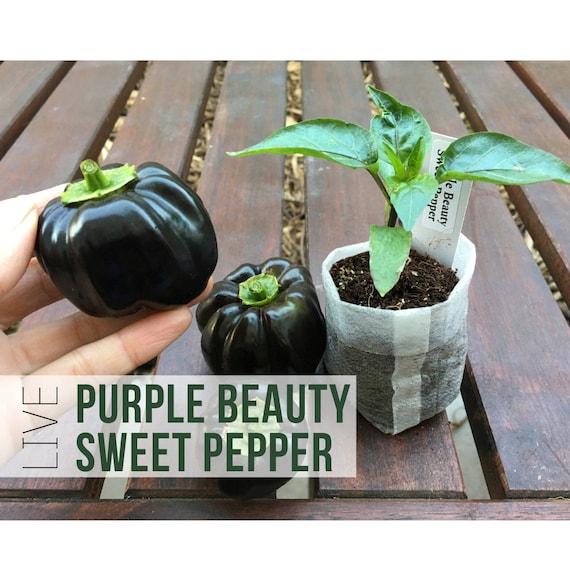 Purple Beauty Pepper Plant, Sweet Bell Pepper Plant Starts, Live Vegetable  Plant Plugs for Your Garden - Etsy