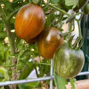May include: Close-up of three green and brown tomatoes growing on a vine. The tomatoes are ripening and have a mottled appearance.