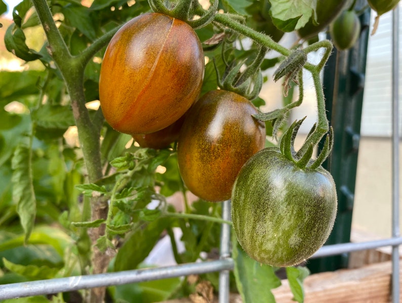 May include: Close-up of three green and brown tomatoes growing on a vine. The tomatoes are ripening and have a mottled appearance.