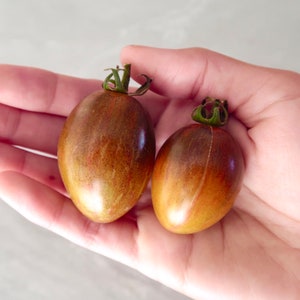 May include: Two small, brown and purple tomatoes with green stems. The tomatoes are in the palm of a hand.