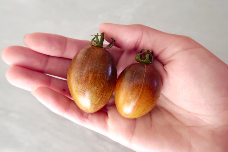 May include: Two small, brown and purple tomatoes with green stems. The tomatoes are in the palm of a hand.