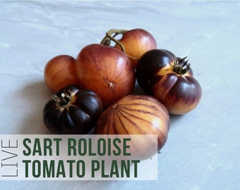 Sart Roloise Tomato Plant, Rare Blue and Yellow Heirloom Tomato Start for Garden, Live Vegetable Plant Plug