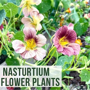 LIVE Nasturtium Plant, Phoenix Nasturtium Variegated Edible Flower Seedlings, Plant Starts Easy to Grow Rare Live Plant Plugs Plant Shop