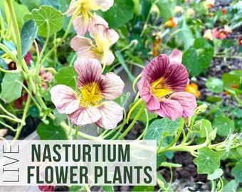 3 Nasturtium Flower Plant Starts, Edible Flower Garden Plugs, Bloody Mary and Alaska Varieties