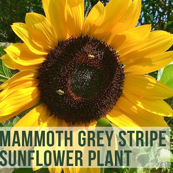 LIVE Mammoth Grey Stripe Giant Sunflower Plant, Live Flower Seedlings, Plant Starts, Easy To Grow Rare Live Plant Plug From Plant Shop