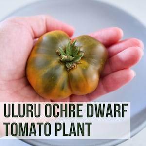 May include: A close-up of an Uluru Ochre Dwarf tomato plant. The tomato is held in a hand, showing its green and orange hues. The text "LIVE ULURU OCHRE DWARF TOMATO PLANT" is displayed at the bottom of the image.