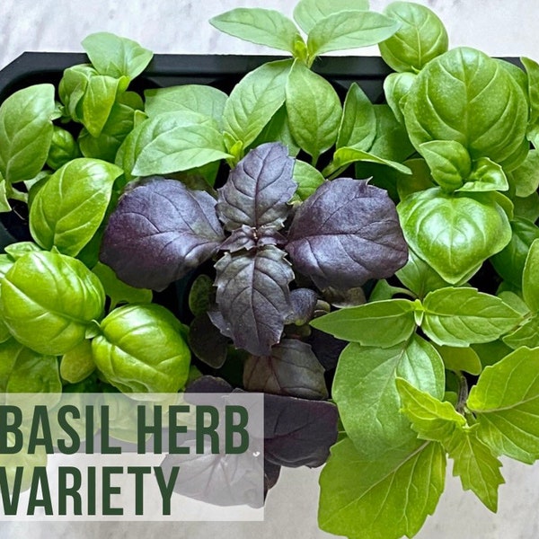 LIVE Basil Plants, Thai, Cinnamon, Opal, Genovese Basil Herb Seedlings, Vegetable Starts, Easy To Grow Live Rare Plant Plugs From Plant Shop