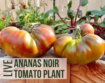 LIVE Ananas Noir Tomato Plant, Rare Heirloom Tomatoes, Live Vegetable Seedlings,Live Plant Starts, Easy To Grow Plant Plugs From Plant Shop