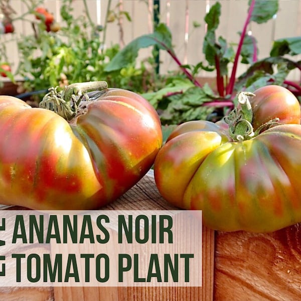 LIVE Ananas Noir Tomato Plant, Rare Heirloom Tomatoes, Live Vegetable Seedlings,Live Plant Starts, Easy To Grow Plant Plugs From Plant Shop