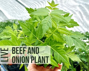 Beef And Onion Plant, Chinese Mahogany Tree, Chinese Toon Seedlings, Live Plant Starts, Easy To Grow Rare Live Plant Plugs From Plant Shop