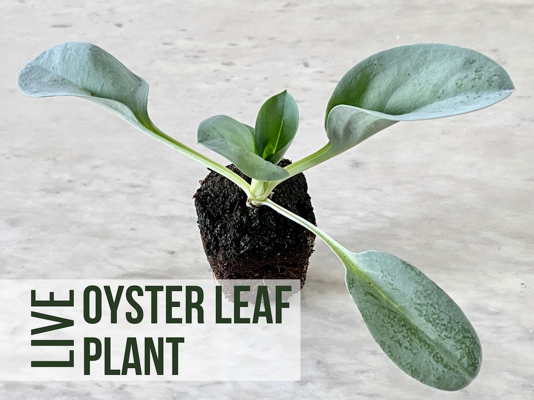 LIVE Oyster Leaf Plant, Mertensia Maritima, Oyster Herb Seedlings, Live