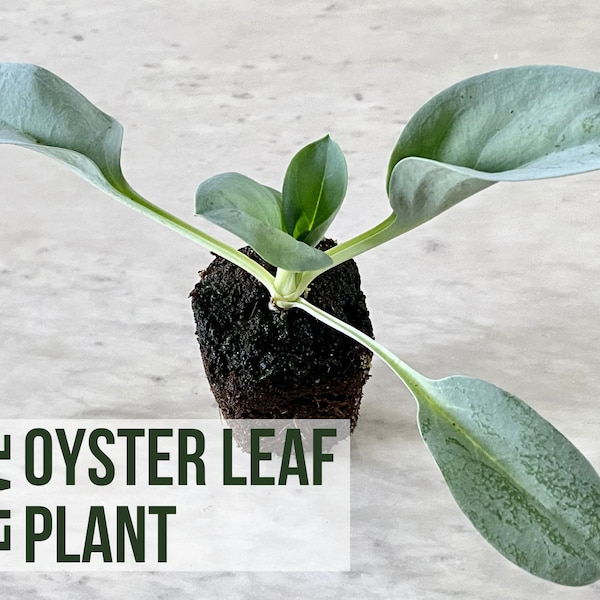 LIVE Oyster Leaf Plant, Mertensia Maritima, Oyster Herb Seedlings, Live Plant Starts, Easy To Grow Rare Live Plant Plugs From Plant Shop