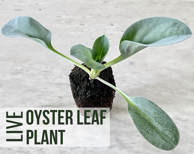 LIVE Oyster Leaf Plant, Mertensia Maritima, Oyster Herb Seedlings, Live