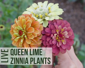 Queen Lime Zinnia Plants, Cut Flower Starts, Live Flower Plant Plugs For Garden
