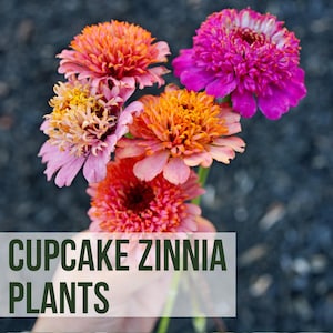 May include: A bouquet of vibrant Cupcake Zinnia plants, featuring blooms in shades of pink, orange, and yellow. The flowers are held against a dark background. Text on the image reads "LIVE CUPCAKE ZINNIA PLANTS".