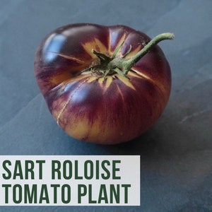 LIVE Sart Roloise Tomato Plant, Heirloom Tomatoes, Vegetable Seedlings, Plant Starts, Easy To Grow Rare Live Plant Plugs From Plant Shop