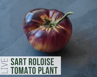 LIVE Sart Roloise Tomato Plant, Heirloom Tomatoes, Vegetable Seedlings, Plant Starts, Easy To Grow Rare Live Plant Plugs From Plant Shop